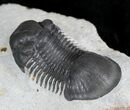 Detailed Paralejurus Trilobite - Great Specimen #24828-1